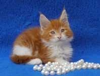 Red Tabby High White 3